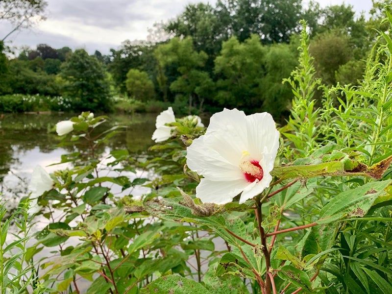 A white and pink hibiscus flower in the foreground with greenery and a body of water in the background. 