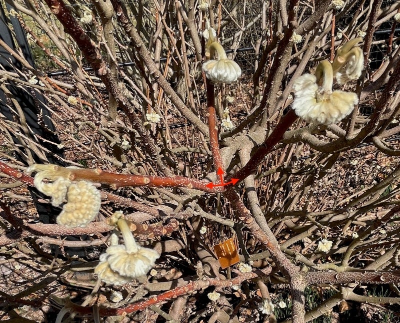 A plant bare of green foliage with small clusters of white, fuzzy flower buds.