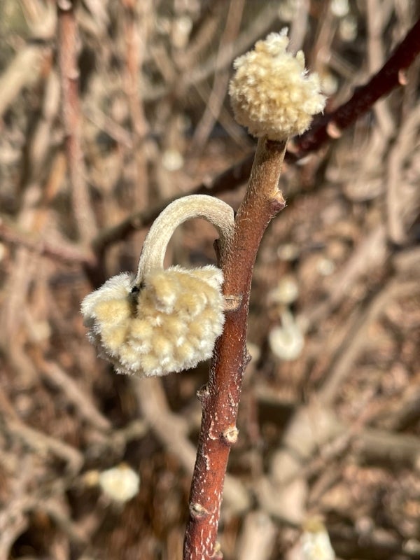 A small, fuzzy, beige flower bud.
