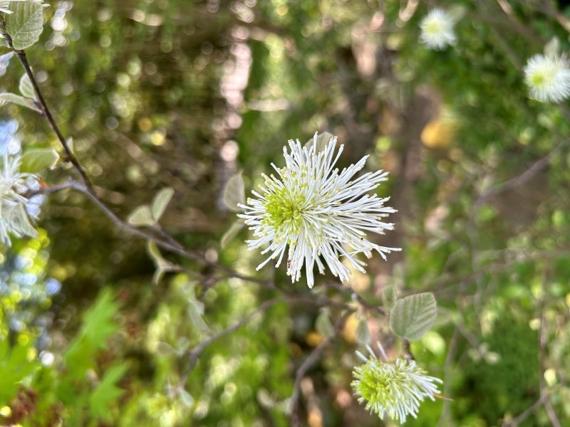 blue and white flower names