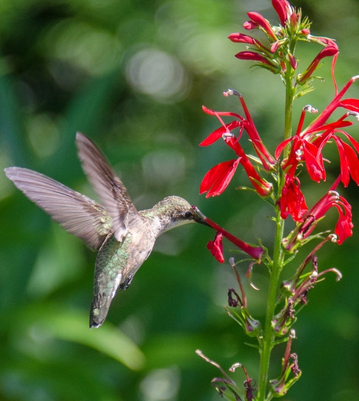 For Members | Morris Arboretum & Gardens