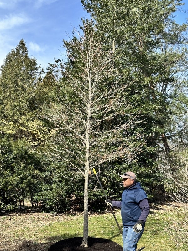 A man stands by a small leafless tree.