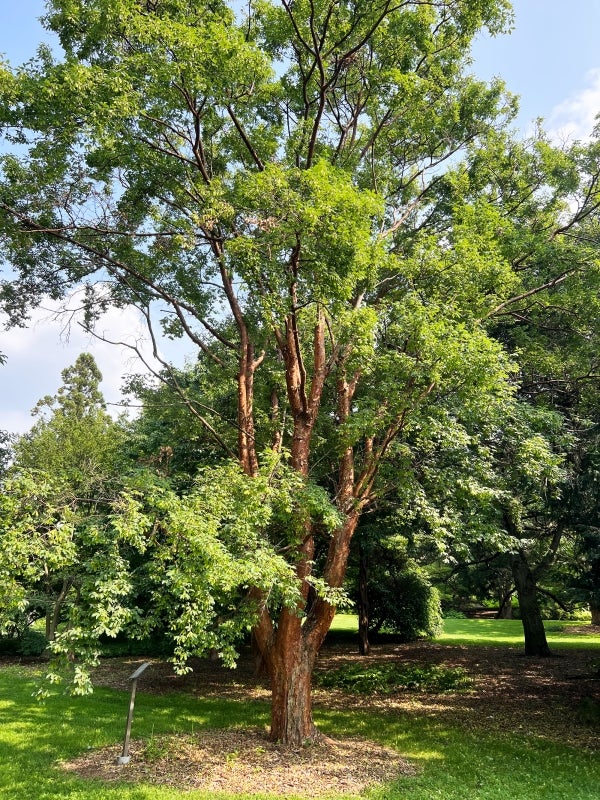 A tall paperbark maple with green foliage and reddish-brown bark surrounded by other trees on a sunny day. 