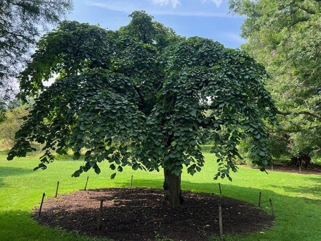 Tabletop Scotch elm tree with dark green foliage on a sunny day.