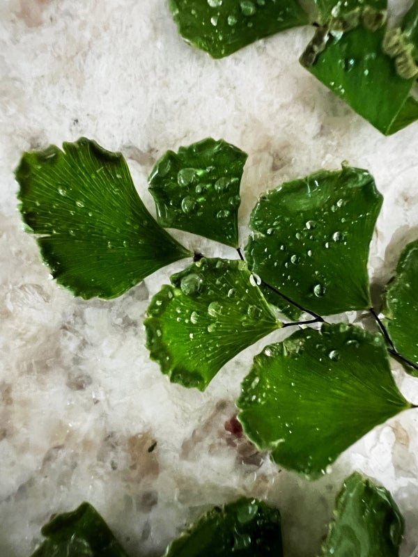 The green foliage of a maidenhair fern with beads of water. 