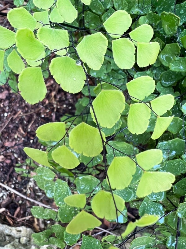 The bright green foliage of a maidenhair fern.