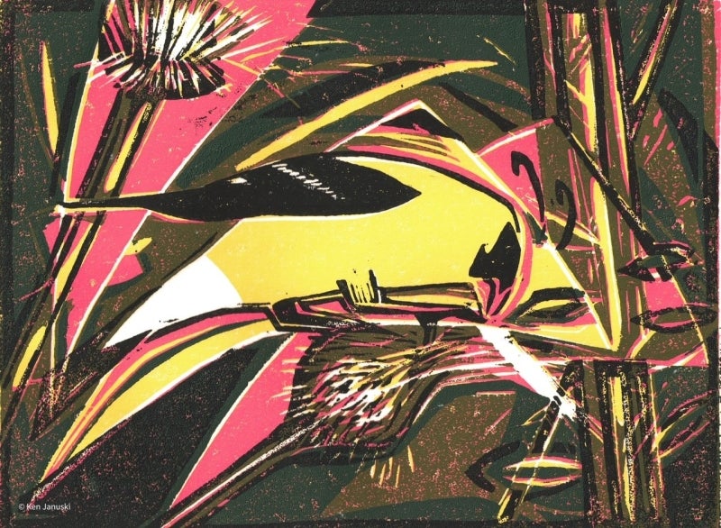 American Goldfinch Eating Thistle, Multi-block Woodcut, 2014.