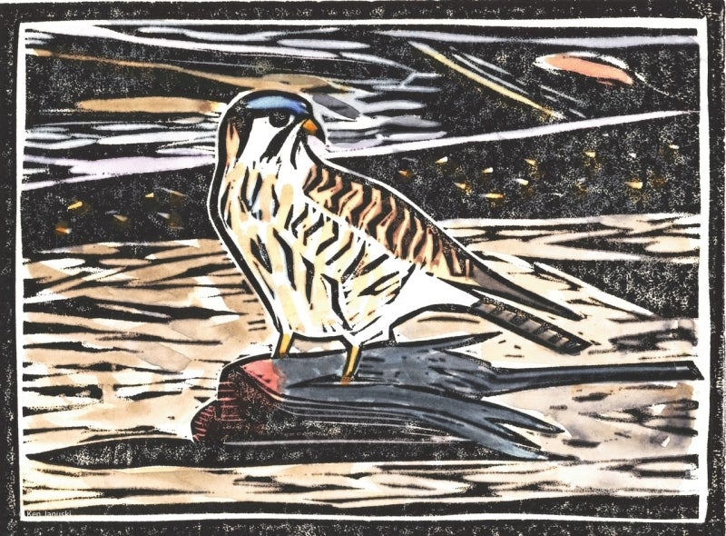 A hand-colored linocut of an American Kestrel standing on top of a dead American Robin.