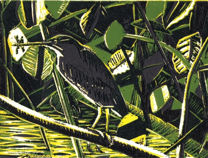 A reduction linocut of a green heron with a twelve-spotted skimmer.