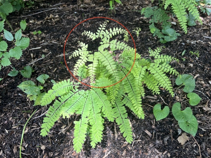 Northern maidenhair fern growing outdoors with a red circle drawn around some of its foliage