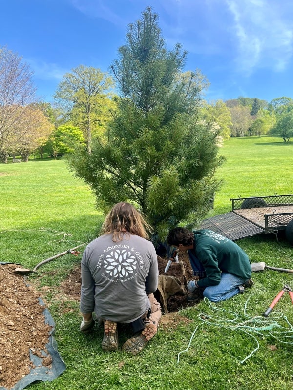 A small conifer being planted by two arborists in a large field on a sunny day.
