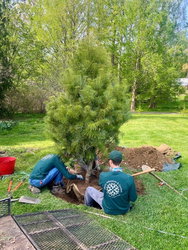 Arborists planting a small conifer. 