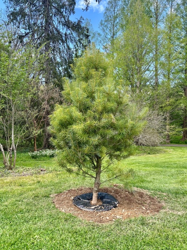 A photograph of a recently planted small conifer.