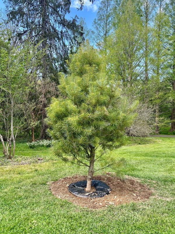 A photograph of a recently planted small conifer. 