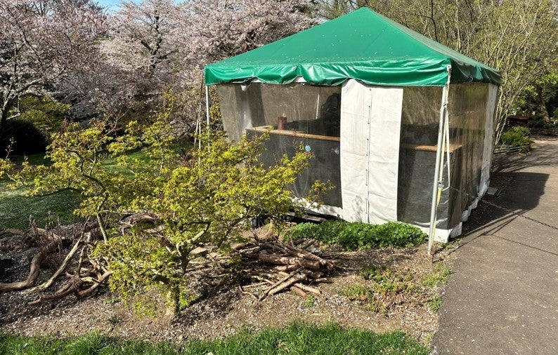 Tent with green top sits in a garden