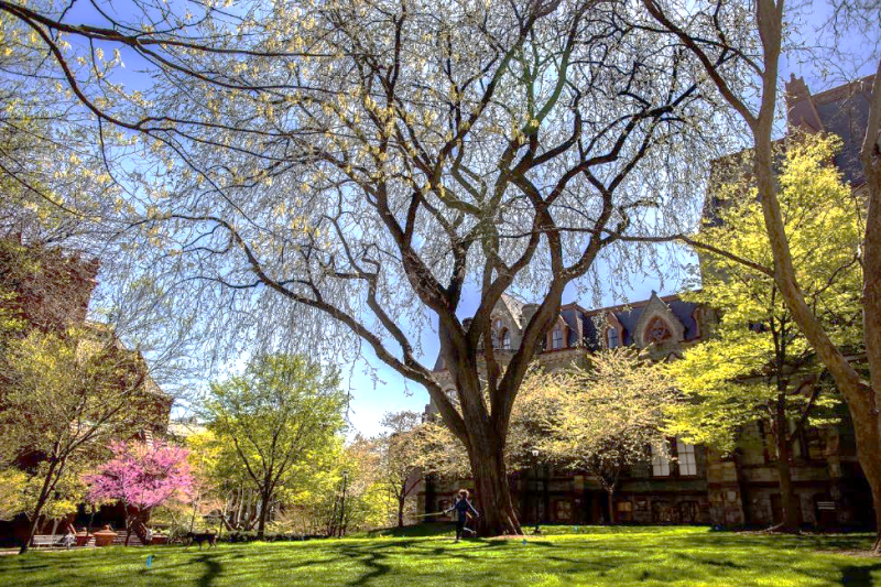 A large elm tree on a sunny spring day set on a college campus. 