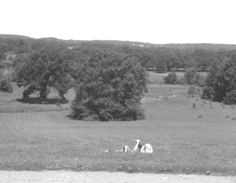 A black and white photograph of a large meadow with large trees. 