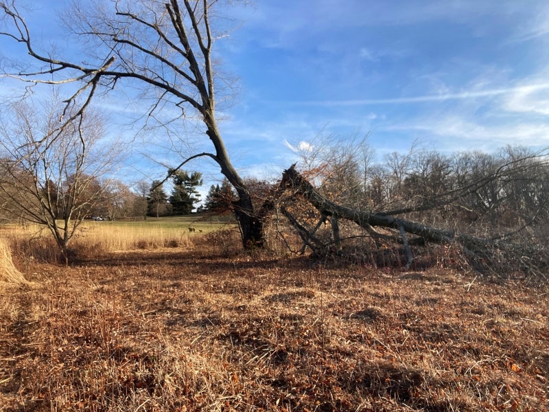 A large field in winter with a large bare beech tree growing in the center. 