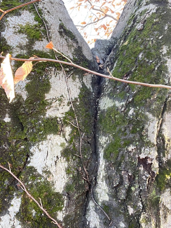 A closeup of a split tree trunk covered in moss. 