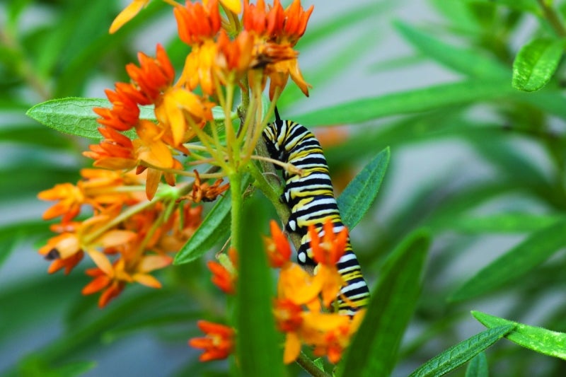 A caterpillar crawls on the green foliage of a bright orange blooming plant.