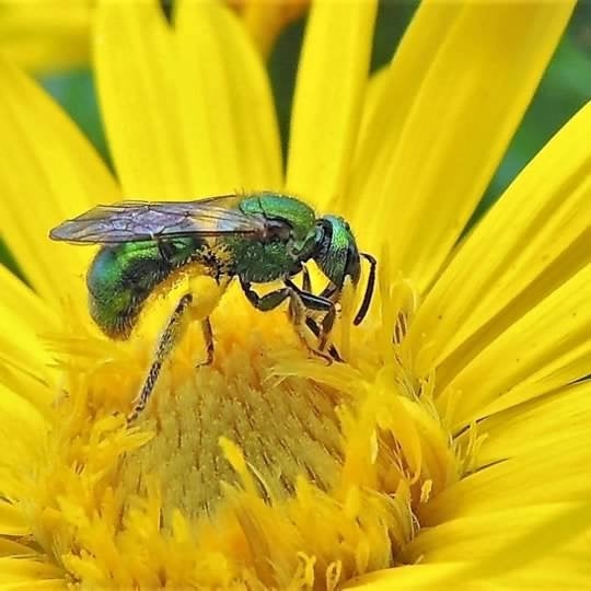 A iridescent green bee stands on top of a bright yellow flower. 