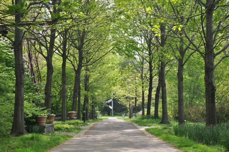 A paved path lined by large trees with green foliage. 