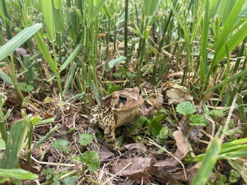 A frog sits in the middle of a swampy area filled with grasses and brown dead leaves.